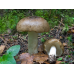 Мицелий Сыроежки родственной (Russula consobrina) Мицелий Сыроежки родственной (Russula consobrina)